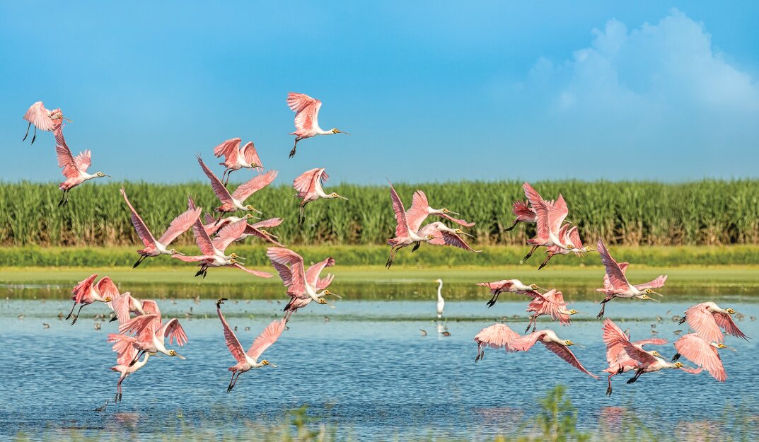 Roseate spoonbills take flight near a sugarcane farm in the Everglades Agricultural Area. [Photo by Ibrahim Alava]